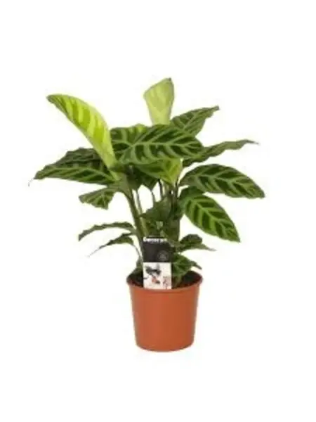 Calathea zebrina