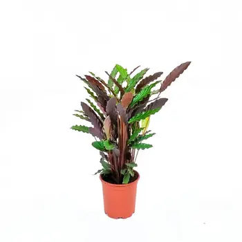 Firenze Bloemenatelier – Handgemaakte Boeketten, Bloemstukken & Planten Furry Feather Calathea – Calathea rufibarba