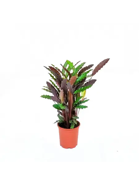 Calathea rufibarba