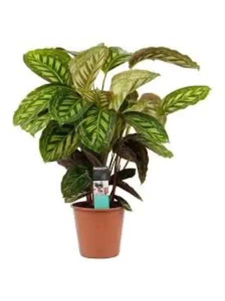 Calathea – Calathea Flamestar