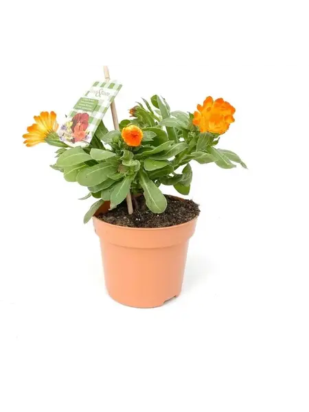 Marigold – Calendula