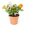  Marigold – Calendula