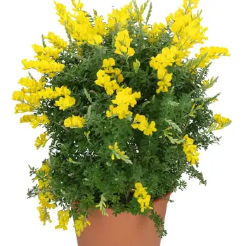 Firenze Bloemenatelier – Handgemaakte Boeketten, Bloemstukken & Planten Sweet Broom – Cytisus X Racemosus