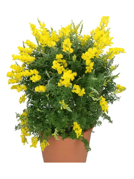 Sweet Broom – Cytisus X Racemosus