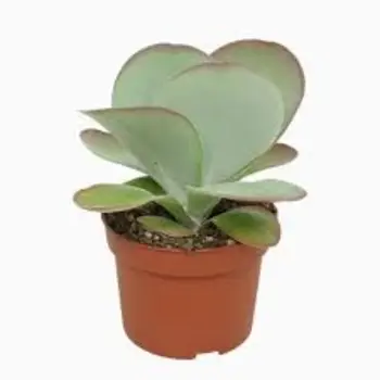 Paddle plant – Kalanchoe Thyrsiflora