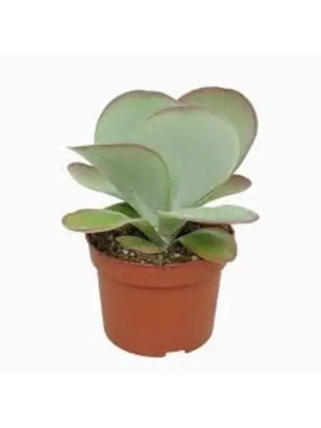 Paddle plant – Kalanchoe Thyrsiflora