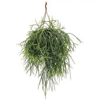 Rotskoraal – Rhipsalis
