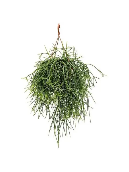 Rhipsalis