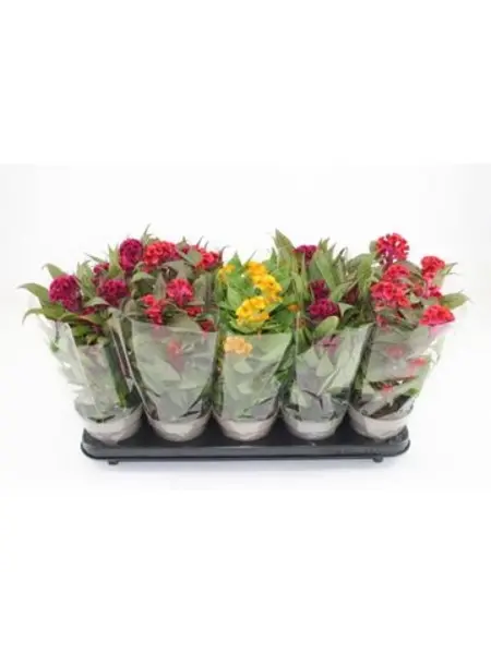 Woolflowers Mix – Celosia