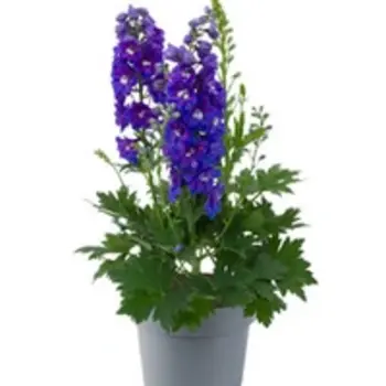 Larkspur – Delphinium