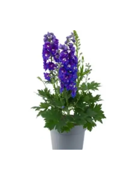 Ridderspoor – Delphinium