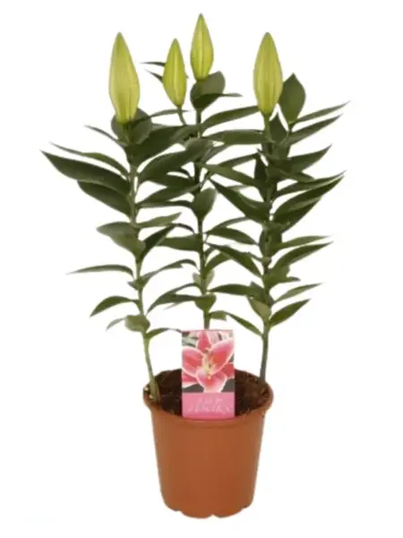Lys – Lilium