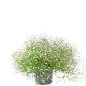 Psammophiliella – Gypsophila