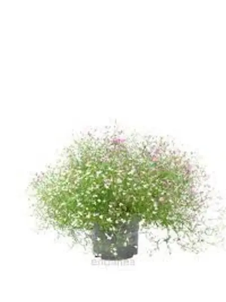 Psammophiliella – Gypsophila