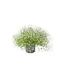  Gypsophiles – Gypsophila