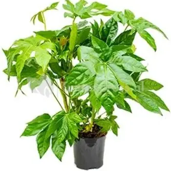 Firenze Bloemenatelier – Handgemaakte Boeketten, Bloemstukken & Planten Vingerplant – Fatsia japonica