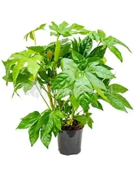 Fatsia japonica