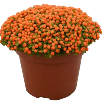 Coral moss – Nertera granadensis