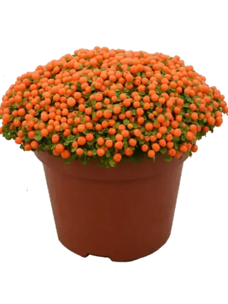 Coral moss – Nertera granadensis