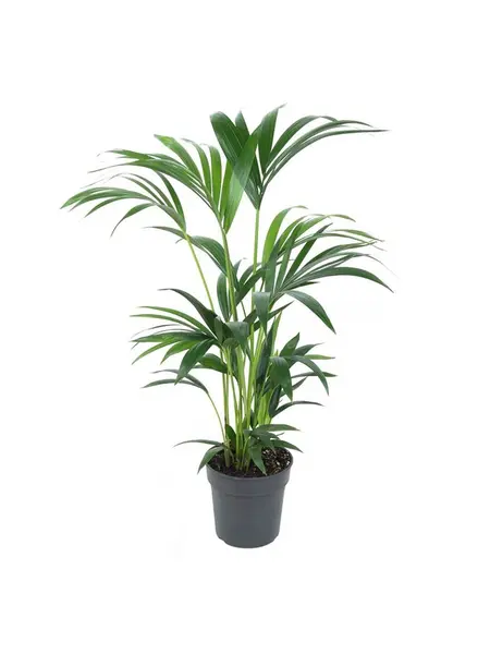 Kentia palm – Howea
