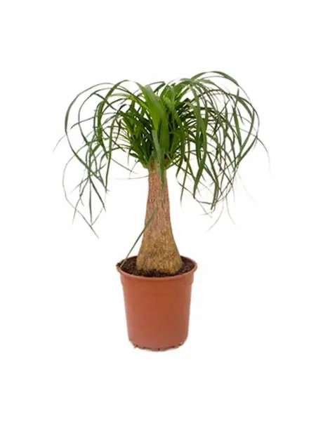 Olifantenpoot – Beaucarnea