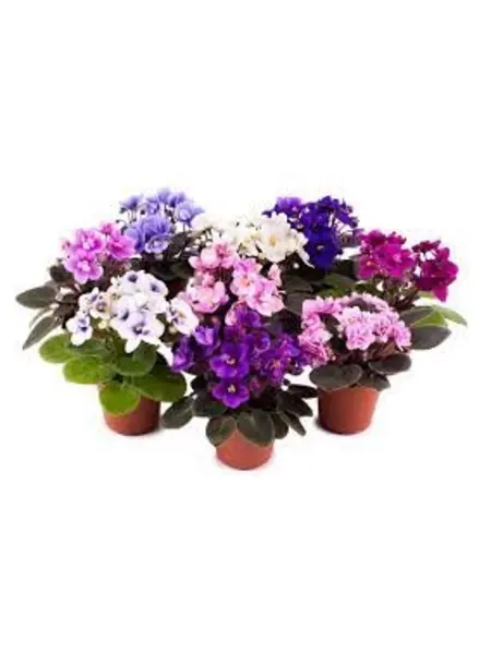 Violette du Cap – Saintpaulia