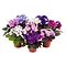  Violette du Cap – Saintpaulia