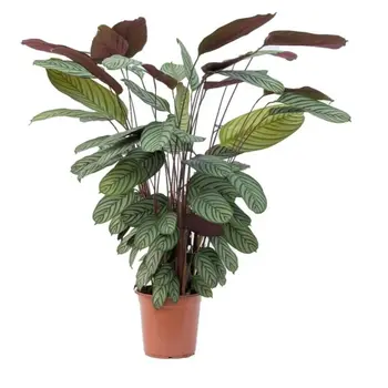 Prayer Plant – Ctenanthe Oppenheimiana