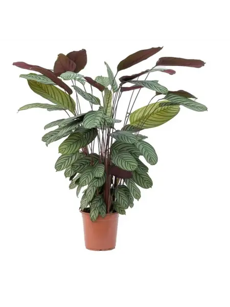Prayer Plant – Ctenanthe Oppenheimiana