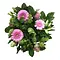  Bouquet Blanc & Rose