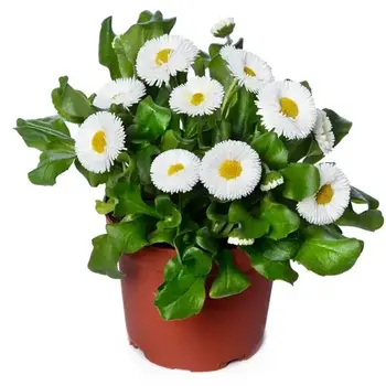 Madeliefje Wit – Bellis perennis