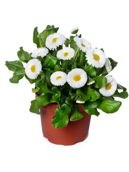 Madeliefje Wit – Bellis perennis