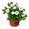  Madeliefje Wit – Bellis perennis