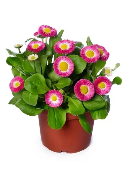 Madeliefje Roos – Bellis perennis