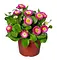  Pink English Daisy – Bellis perennis