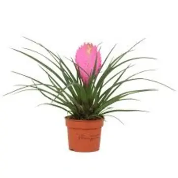 Firenze Bloemenatelier – Handgemaakte Boeketten, Bloemstukken & Planten Bromelia Tillandsia