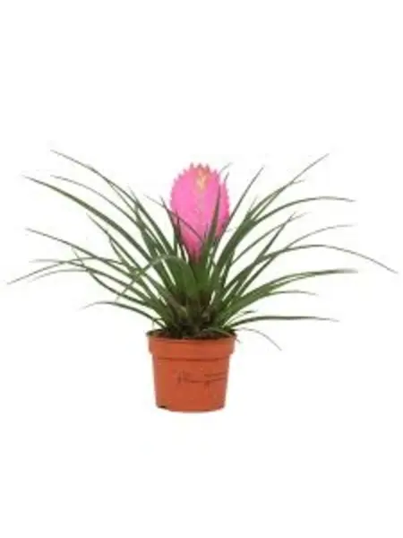 Bromelia Tillandsia