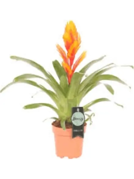 Bromelia Vriesea