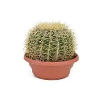 Golden barrel cactus – Echinocactus
