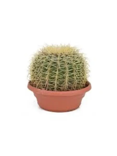Golden barrel cactus – Echinocactus