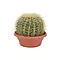  Cactus tonneau d'or – Echinocactus