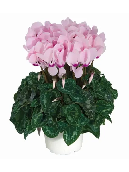 Alpenviool Lichtroos – Cyclaam