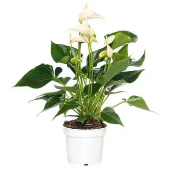 Flamingoplant Wit – Anthurium
