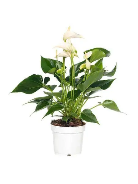 Flamant blanch – Anthurium