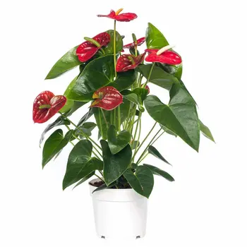 Flamingoplant Rood – Anthurium