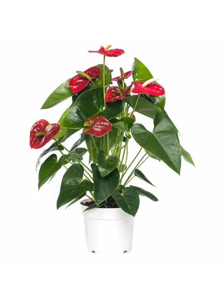 Flamingoplant Rood – Anthurium