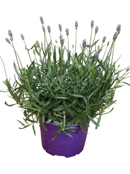Lavender – Lavandula