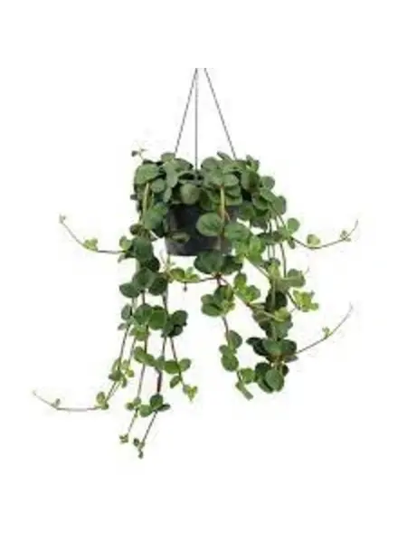 Peperomia tetraphylla 'Hope'