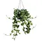  Peperomia tetraphylla 'Hope'