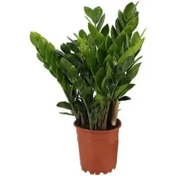 Plante ZZ – Zamioculcas